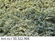 Самшит вечнозелёный, форма "Variegata" (Buxus sempervirens L., "Variegata"). Фон. Стоковое фото, фотограф Ирина Борсученко / Фотобанк Лори