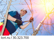 Young handsome man makes spring pruning of fruit trees. Стоковое фото, фотограф Акиньшин Владимир / Фотобанк Лори