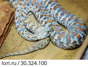 Среднеазиатская гюрза. Turan blunt-nosed viper. Стоковое фото, фотограф Галина Савина / Фотобанк Лори