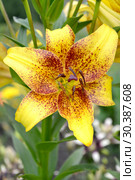 Цветок лилии сорта Голден Стоун (Lilium asiatic  Golden Stone) Стоковое фото, фотограф Ирина Борсученко / Фотобанк Лори