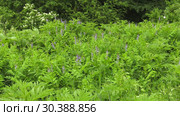 Цветущая галега лекарственная. Blooming Galega officinalis. Стоковое видео, видеограф Евгений Романов / Фотобанк Лори