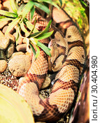 Змея Мокасиновый щитомордник Copper-Head Snake. Стоковое фото, фотограф Галина Савина / Фотобанк Лори