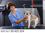Woman grooming havanese in salon. Стоковое фото, фотограф Яков Филимонов / Фотобанк Лори