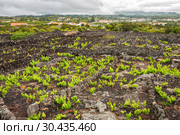 Traditional vineyard with lava walls on Pico Island, Azores (2012 год). Стоковое фото, фотограф Юлия Бабкина / Фотобанк Лори