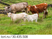 Two cows with calves graze on pasture. Стоковое фото, фотограф Юлия Бабкина / Фотобанк Лори