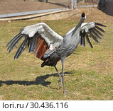 Grey crowned crane (Balearica regulorum) dances in spring. Стоковое фото, фотограф Валерия Попова / Фотобанк Лори