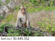 Макак-крабоед (лат. Macaca fascicularis) или яванский макак. Животное на острове в Таиланде (2019 год). Стоковое фото, фотограф Григорий Писоцкий / Фотобанк Лори