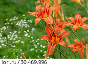 Beetles pollinate orange daylilies on the flowerbed. Стоковое фото, фотограф Володина Ольга / Фотобанк Лори