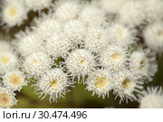 Flora of Gran Canaria - Ageratina adenophora. Стоковое фото, фотограф Tamara Kulikova / Фотобанк Лори