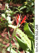 Канна индийская. Canna indica. Стоковое фото, фотограф Татьяна Пухова / Фотобанк Лори