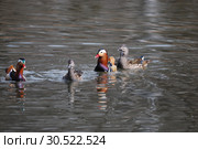 Утки мандаринки. The Mandarin Duck (Aix galericulata). Стоковое фото, фотограф syngach / Фотобанк Лори