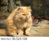 Рыжий кот. Свирепый рыжий кот на фоне каменной стены. Стоковое фото, фотограф ирина реброва / Фотобанк Лори