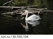 Кудрявые пеликаны (лат. Pelecanus crispus) Стоковое фото, фотограф lana1501 / Фотобанк Лори