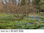 Spring landscape. Park in Moscow, Russia (2019 год). Стоковое фото, фотограф Валерия Попова / Фотобанк Лори