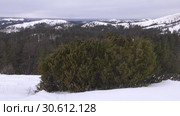 Уральские горы зимой. Рассвет. Можжевельник на склоне горы. Ural mountains in winter. Dawn. Juniper on the mountainside. Стоковое видео, видеограф Евгений Романов / Фотобанк Лори