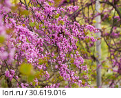Blossoming of purple cercis siliquastrum at sunny day, nobody. Стоковое фото, фотограф Яков Филимонов / Фотобанк Лори