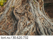 Изображение для фона, большие корни старого дерева. Стоковое фото, фотограф Александр Романов / Фотобанк Лори