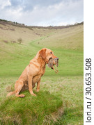 A fox red labrador, working gundog, holding a partridge. Стоковое фото, фотограф Celine Peniston-Bird / Ingram Publishing / Фотобанк Лори