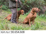 A woman with her three working gundogs; fox red labradors. Стоковое фото, агентство Ingram Publishing / Фотобанк Лори
