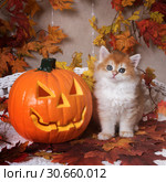The kitten  breed British shorthair, Golden Chinchilla color,  sits next to an orange pumpkin on a background of autumn leaves. Halloween celebration. Стоковое фото, фотограф Ирина Кожемякина / Фотобанк Лори
