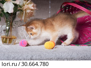 Рыжий котенок играется с крашенными яйцами рядом с опрокинутой корзинкой. Стоковое фото, фотограф Ирина Кожемякина / Фотобанк Лори