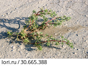 Солянка содоносная растет на дне пересохшего водоема (Salsola soda). Крым, Керченский полуостров, Акташское озеро (2018 год). Стоковое фото, фотограф Щеголева Ольга / Фотобанк Лори
