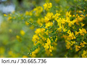 Yellow flowers of the plant Teline canariensis. Стоковое фото, фотограф Яков Филимонов / Фотобанк Лори