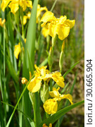 Желтые цветы ириса аировидного, сорт Gold  (Iris pseudacorus L.) Стоковое фото, фотограф Ирина Борсученко / Фотобанк Лори