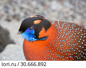 Трагопан Темминка ( Фазан ). (Temmincks tragopan) Стоковое фото, фотограф Галина Савина / Фотобанк Лори