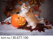 The kitten breed British shorthair, Golden Chinchilla color, stands and leans two paws on the pumpkin on a background of autumn leaves. Halloween celebration. Стоковое фото, фотограф Ирина Кожемякина / Фотобанк Лори