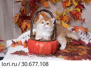 The kitten breed British shorthair, Golden Chinchilla color, climbed into a pumpkin-like basket. Background of autumn leaves. Halloween celebration. Стоковое фото, фотограф Ирина Кожемякина / Фотобанк Лори