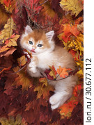 The kitten breed British shorthair, Golden Chinchilla colorlies and plays with autumn leaves. Стоковое фото, фотограф Ирина Кожемякина / Фотобанк Лори