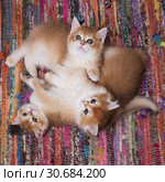 Three adorable kittensbreed   British shorthair, Golden Chinchilla color play on a multi-colored rug. Стоковое фото, фотограф Ирина Кожемякина / Фотобанк Лори