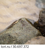 Periophthalmus argentilineatus, amphibian (2019 год). Стоковое фото, фотограф EugeneSergeev / Фотобанк Лори