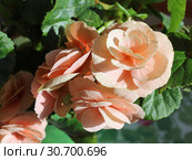 Бегония клубневая (Begonia tuberhybrida) крупным планом. Стоковое фото, фотограф Елена Орлова / Фотобанк Лори