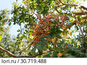 Фисташка туполистная с молодыми плодами (Pistacia mutica). Красные галлы на листьях фисташки. Республика Крым, Кара-Даг, биостанция, пгт. Курортное (2018 год). Стоковое фото, фотограф Щеголева Ольга / Фотобанк Лори