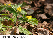Первые весенние цветы. Ветреница лютичная (Anemone ranunculoides). Филевский парк, Москва (2019 год). Стоковое фото, фотограф Щеголева Ольга / Фотобанк Лори