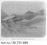 Прилипало малый (Echeneis remora) — рисунок  из книги А. Брэма "Жизнь животных" 1896 г. Стоковая иллюстрация, иллюстратор Вера Смолянинова / Фотобанк Лори