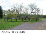 Гигантский маньчжурский орех (лат. Juglans mandshurica) в Ботаническом саду РАН весенним днем (2019 год). Стоковое фото, фотограф Елена Коромыслова / Фотобанк Лори