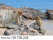 Макак-крабоед (лат. Macaca fascicularis) или яванский макак. Две обезьяны сидят на скалах возле берега моря на острове в Таиланде (2019 год). Стоковое фото, фотограф Григорий Писоцкий / Фотобанк Лори