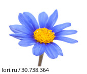 blue daisy bush flower. Стоковое фото, фотограф Tamara Kulikova / Фотобанк Лори