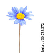 blue daisy bush flower. Стоковое фото, фотограф Tamara Kulikova / Фотобанк Лори