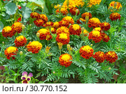 Бархатцы (лат. Tagetes patula) цветут в саду. Стоковое фото, фотограф Елена Коромыслова / Фотобанк Лори