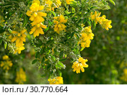 Yellow blooms of Teline osmariensis. Стоковое фото, фотограф Яков Филимонов / Фотобанк Лори