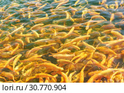 Радужная форель (лат. Oncorhynchus mykiss) породы Адлерская Янтарная в пруду. Золотая рыба в солнечном свете. Стоковое фото, фотограф Наталья Гармашева / Фотобанк Лори