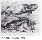 Бычекъ - подкаменщикъ (Cottus gobio)  - рисунок  из книги А. Брэма "Жизнь животных" 1896 г. Стоковая иллюстрация, иллюстратор Вера Смолянинова / Фотобанк Лори