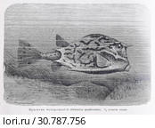 Кузовокъ четырехрогий (Ostracion  quadricornis)  - рисунок  из книги А. Брэма "Жизнь животных" 1896 г. Стоковая иллюстрация, иллюстратор Вера Смолянинова / Фотобанк Лори
