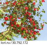 Камелия японская (лат. Camellia japonica) на фоне голубого неба. Стоковое фото, фотограф Наталья Гармашева / Фотобанк Лори