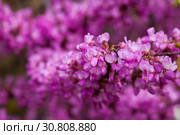Blossoming of purple cercis siliquastrum at sunny day, nobody. Стоковое фото, фотограф Яков Филимонов / Фотобанк Лори