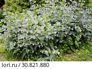Цветущий окопник кавказский (Symphytum caucasicum M. Bieb.). Общий вид. Стоковое фото, фотограф Ирина Борсученко / Фотобанк Лори